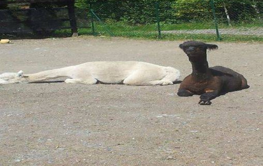 Location de vacances - Gîte à Seyne