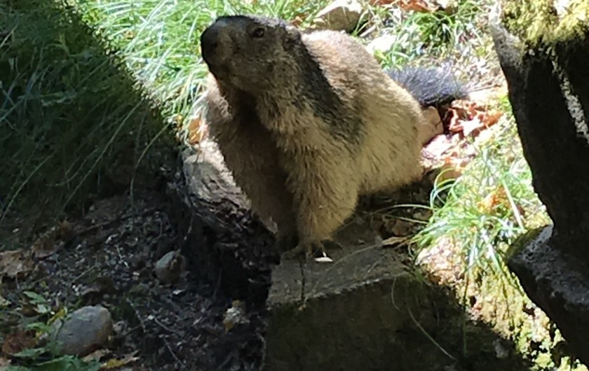 Location de vacances - Appartement à Gavarnie - Les belles marmottes visibles à gavarnie