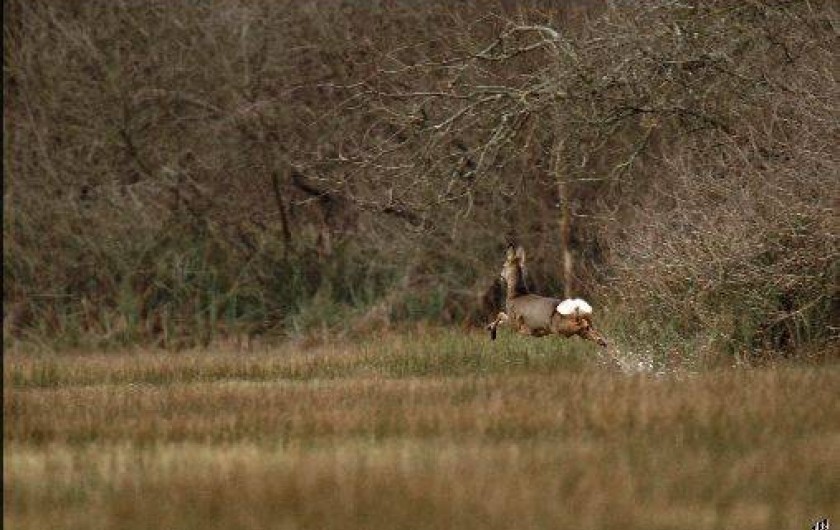 Location de vacances - Appartement à Périers