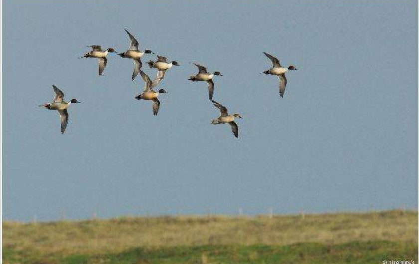 Location de vacances - Appartement à Périers