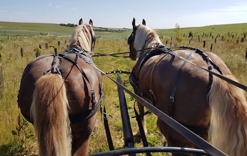 Location de vacances - Gîte à Maninghem