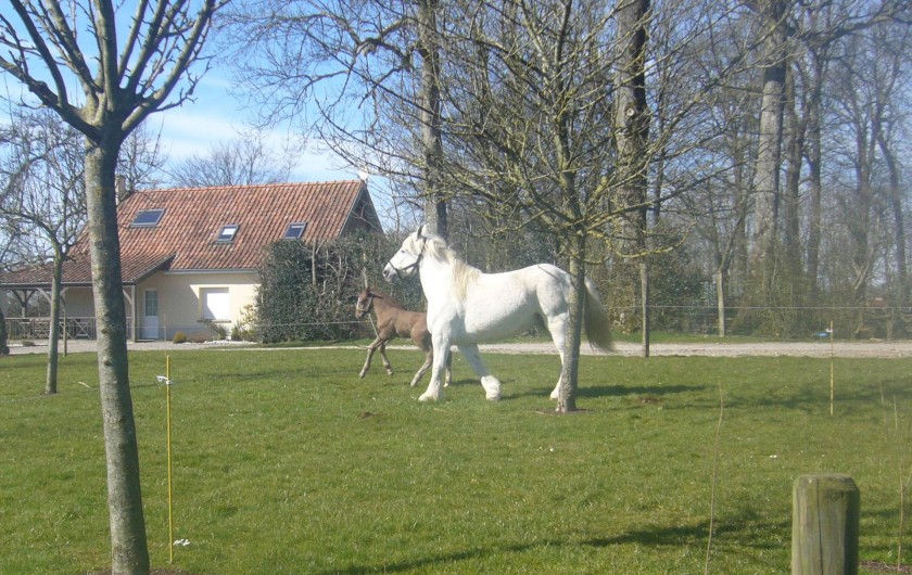 Location de vacances - Gîte à Maninghem