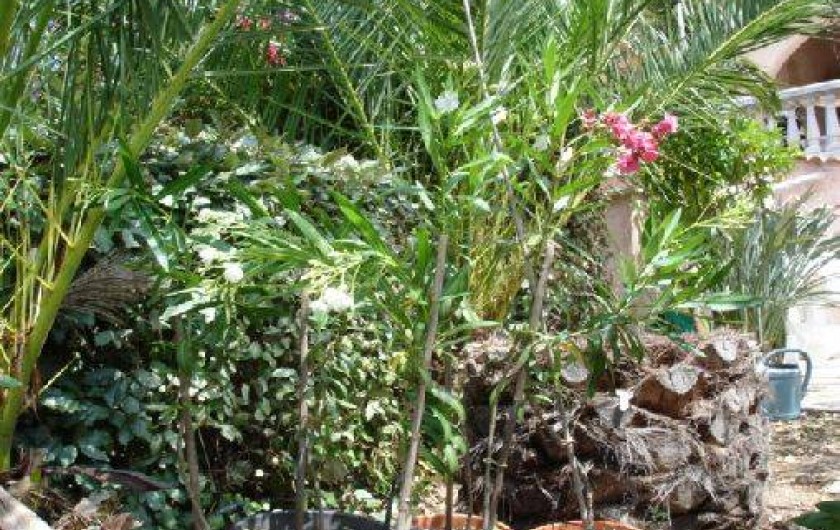 Location de vacances - Villa à Les Issambres