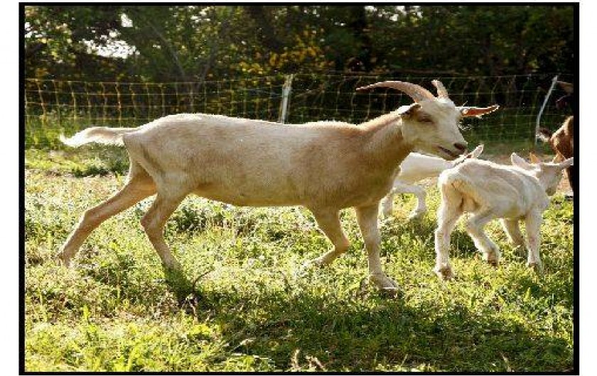 Location de vacances - Chalet à La Roche-sur-le-Buis
