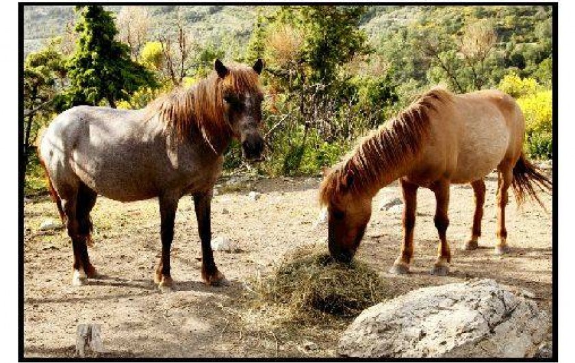 Location de vacances - Chalet à La Roche-sur-le-Buis