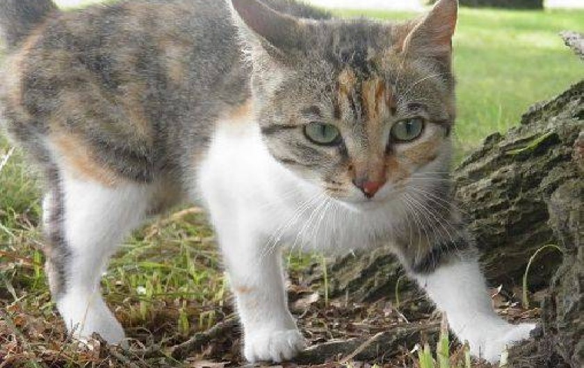 Location de vacances - Gîte à Montourtier