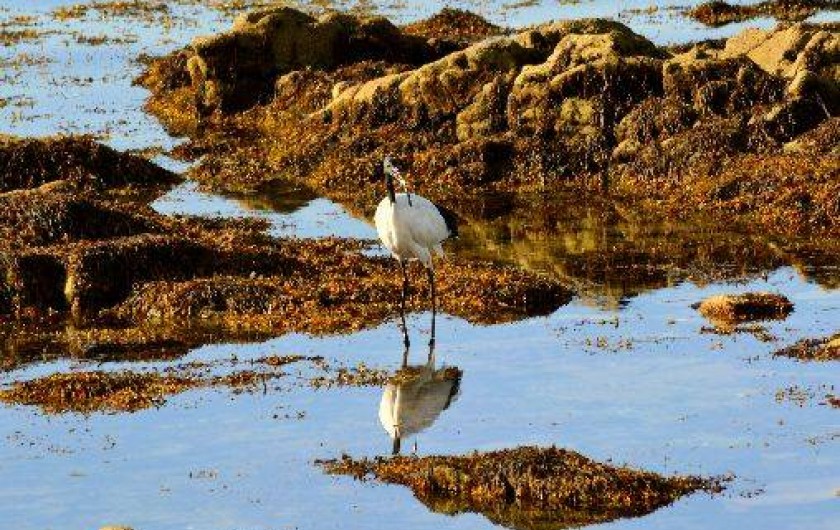 Location de vacances - Villa à Saint-Philibert