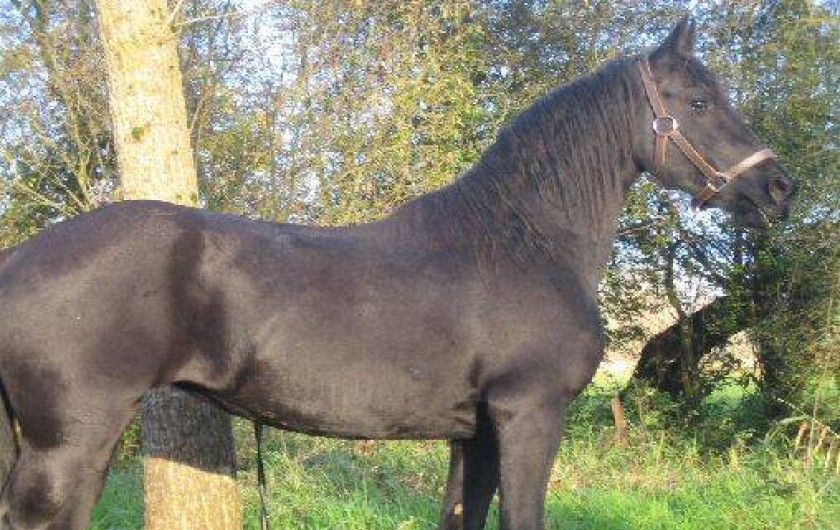 Location de vacances - Gîte à Berck - Notre Frison, une jument de 3 ans "Loudchka"