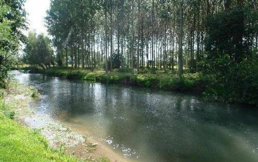 Location de vacances - Gîte à Berck - La rivière "l'Authie" et notre peupleraie.