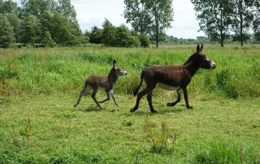 Location de vacances - Gîte à Berck - Une anesse "Tinkerbell" et son fils "Diabolo".