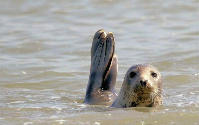 Location de vacances - Gîte à Berck - A 12km - Visible: compagnie d'une centaine de phoques  à 50m de la jetée..!