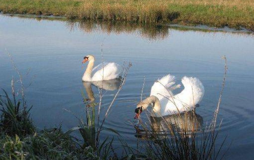 Location de vacances - Gîte à Machecoul