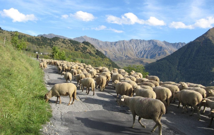 Location de vacances - Appartement à Saint-Jean-d'Arves - Transhumance