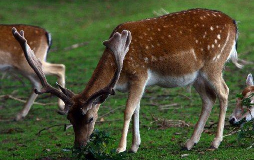 Location de vacances - Gîte à Saint-Quay-Perros