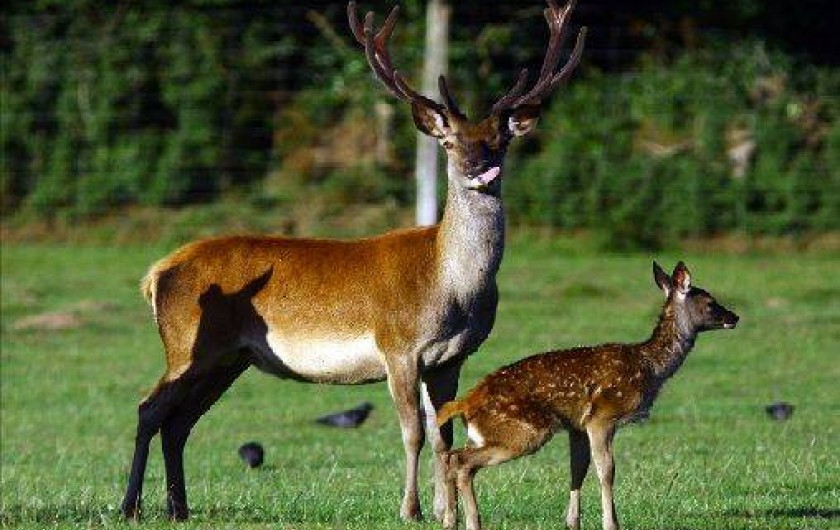 Location de vacances - Gîte à Saint-Quay-Perros