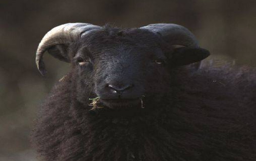 Location de vacances - Gîte à Saint-Quay-Perros