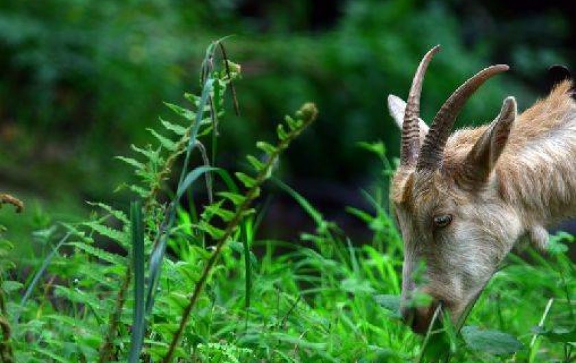 Location de vacances - Gîte à Saint-Quay-Perros