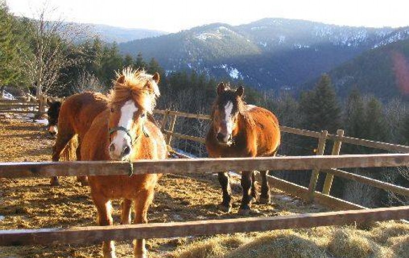 Location de vacances - Appartement à Plainfaing