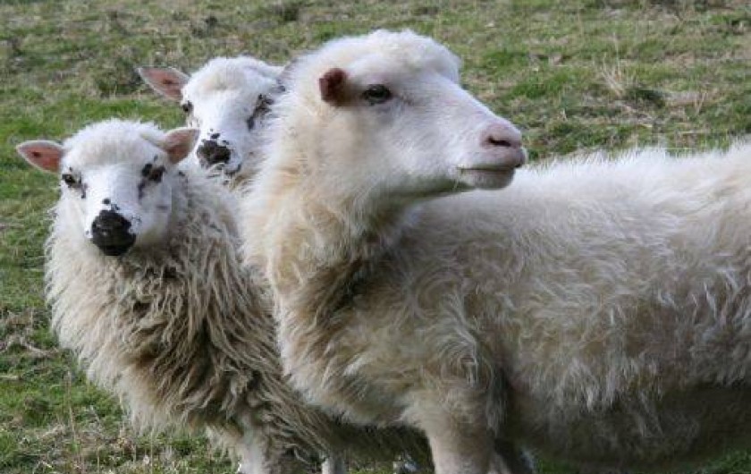 Location de vacances - Appartement à Plainfaing