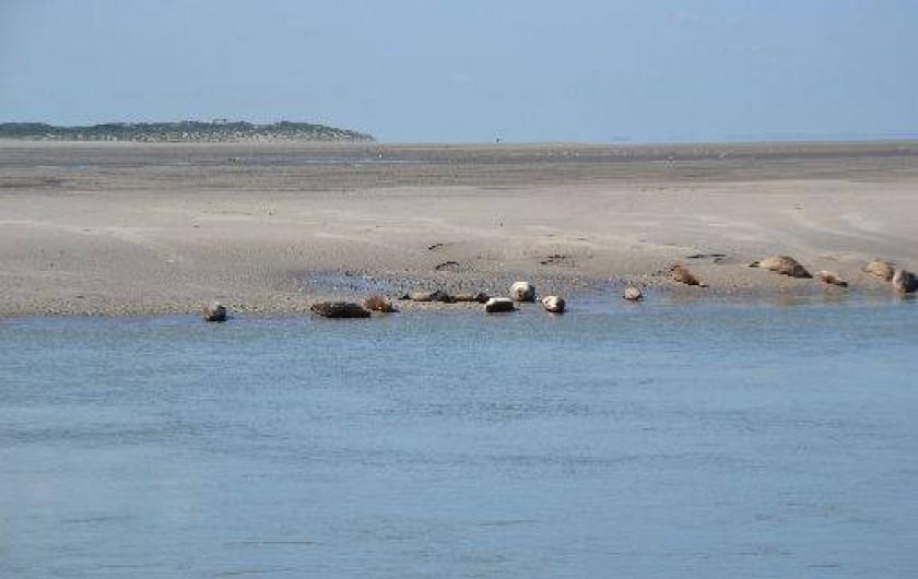 Location de vacances - Appartement à Berck