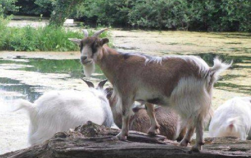 Location de vacances - Chalet à Saint-Christ-Briost