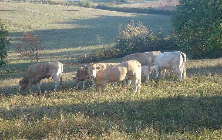 Location de vacances - Gîte à Catus