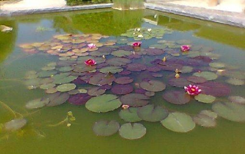 Location de vacances - Maison - Villa à Saint-Rémy-de-Provence