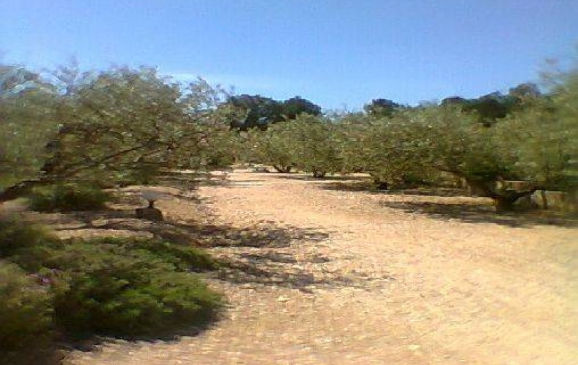 Location de vacances - Maison - Villa à Saint-Rémy-de-Provence