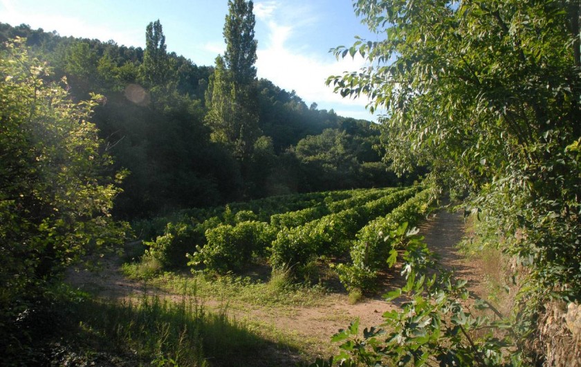 Location de vacances - Maison - Villa à Vinezac - Vignes