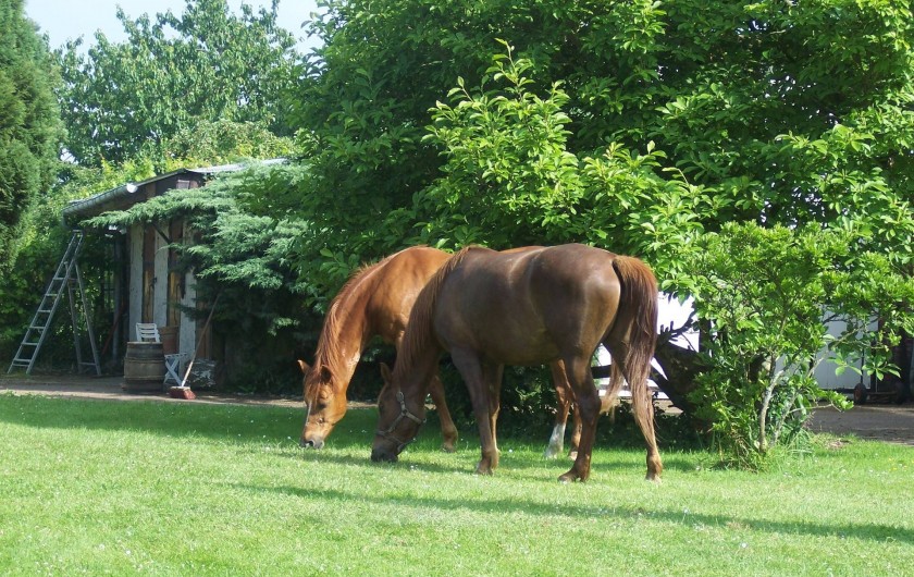 Location de vacances - Chambre d'hôtes à Le Plessis-Grohan - ACCUEIL EQUESTRE