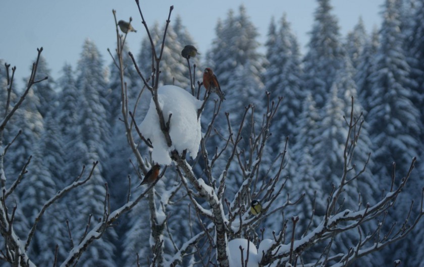 Location de vacances - Cabane dans les arbres à Bellecombe - De très beaux et divers  oiseaux.