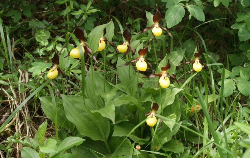 Location de vacances - Cabane dans les arbres à Bellecombe - secteur avec une flore très riche
