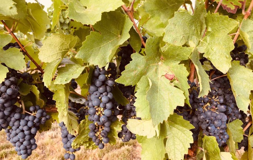 Location de vacances - Gîte à Saint-Pourçain-sur-Sioule