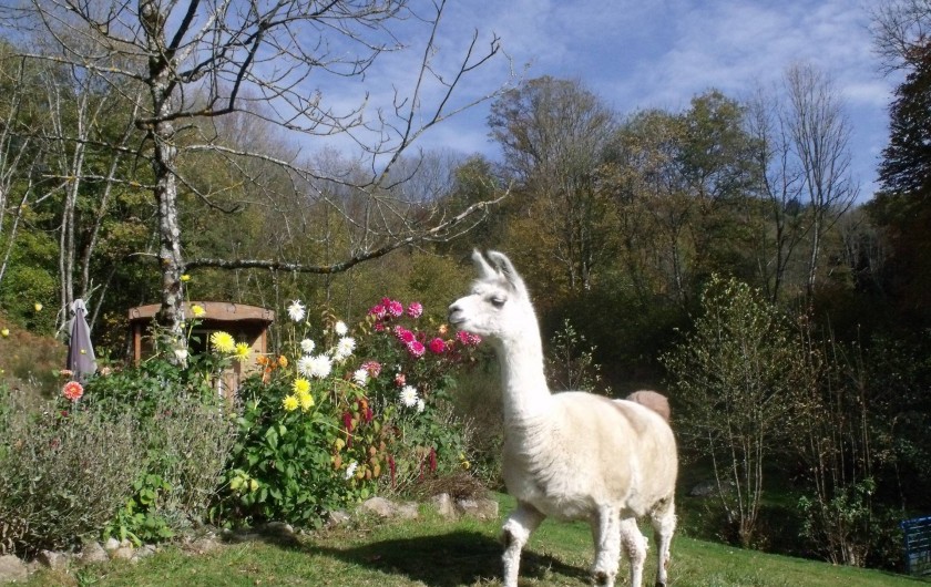 Location de vacances - Gîte à Ferdrupt - Perdo le Lama