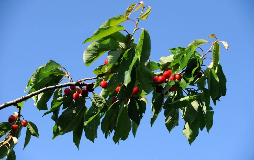 Location de vacances - Gîte à Rigarda - les cerises au mois de mai et juin