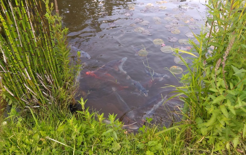 Location de vacances - Chambre d'hôtes à Montailleur