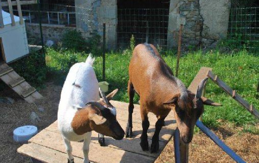 Location de vacances - Gîte à Viscomtat