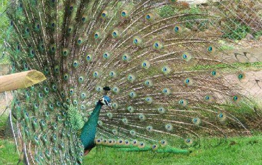 Location de vacances - Camping à Raids