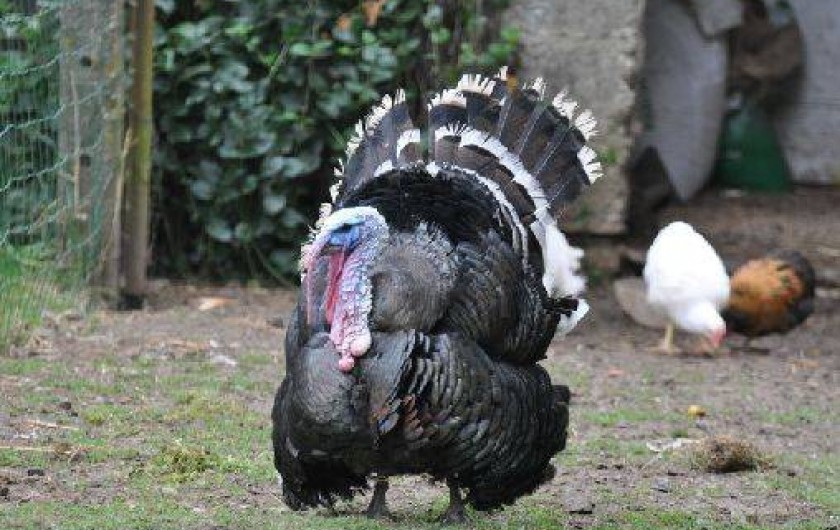 Location de vacances - Camping à Raids