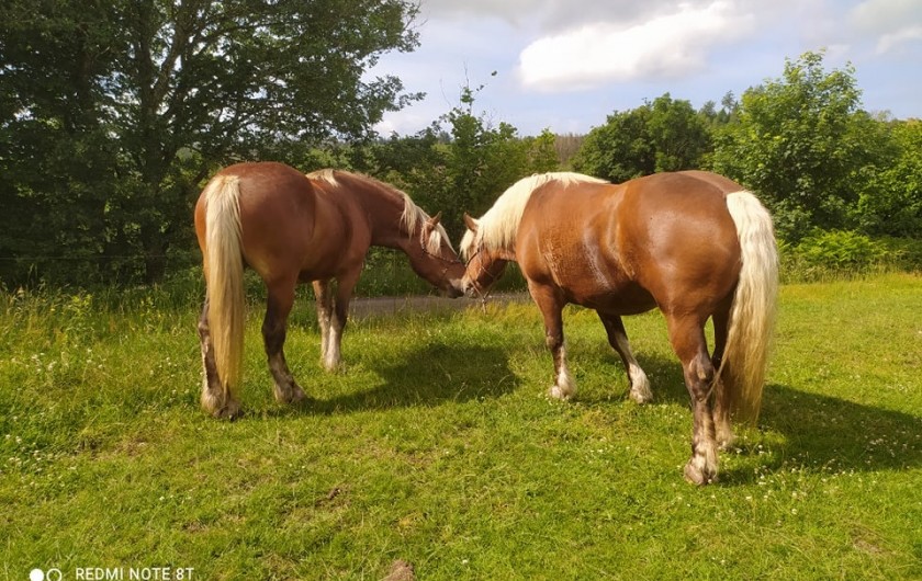 Location de vacances - Chambre d'hôtes à Amont-et-Effreney - Nos Comtois