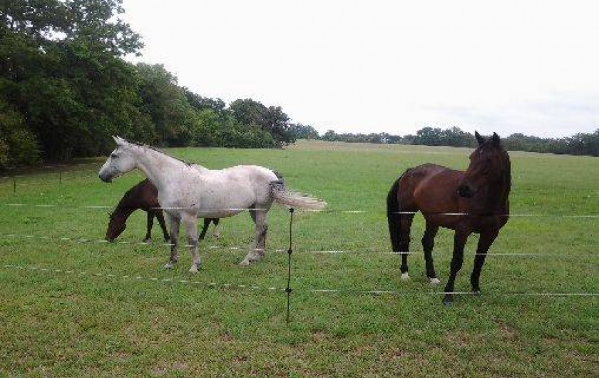 Location de vacances - Gîte à Issigeac