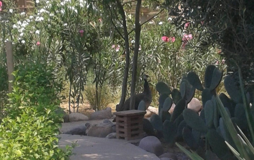 Location de vacances - Gîte à Taroudant