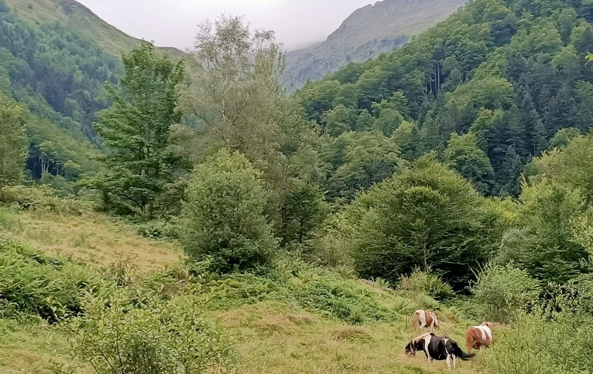 Location de vacances - Studio à Aulus-les-Bains - Poneys sauvages de l'Ariège.