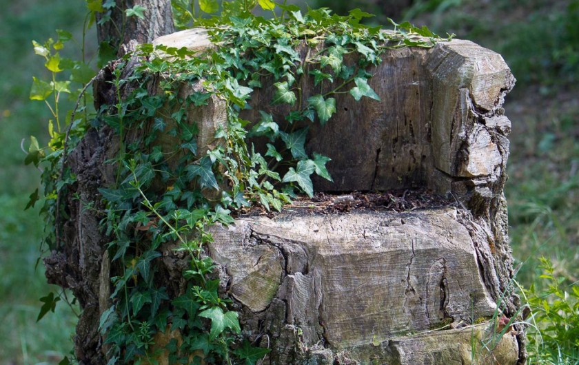 Location de vacances - Camping à Lussas