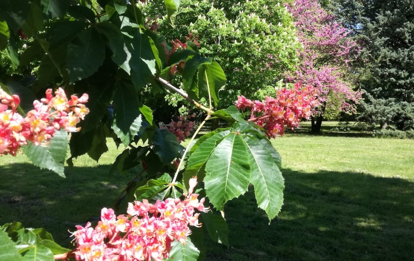 Location de vacances - Mas à Loupia - Le parc au printemps