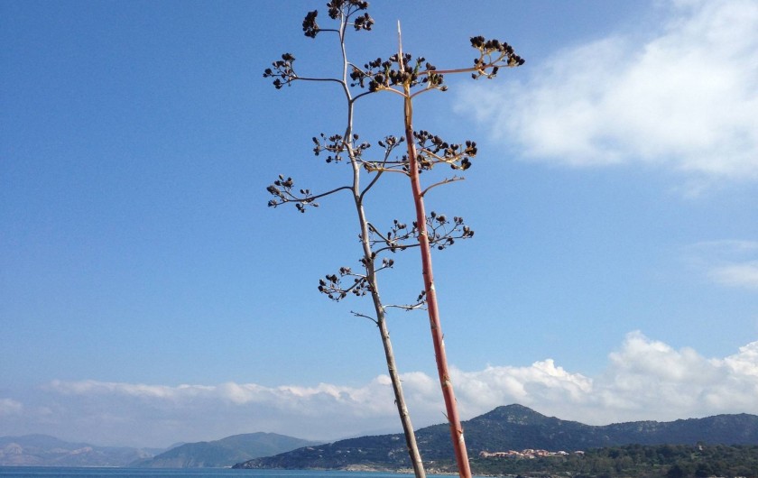 Location de vacances - Appartement à L'Île-Rousse - Environnement à 50 mètres de l'appartement