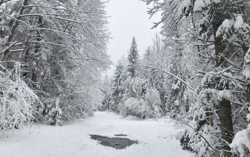 Location de vacances - Appartement à Samoëns - Forêt voisine en hiver