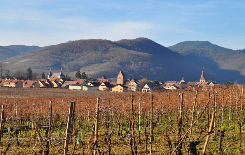 Location de vacances - Gîte à Sigolsheim