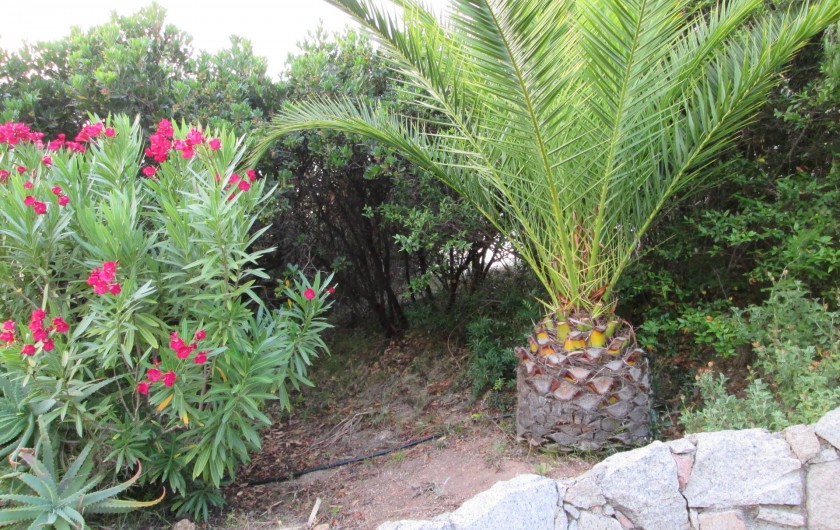 Location de vacances - Appartement à Propriano