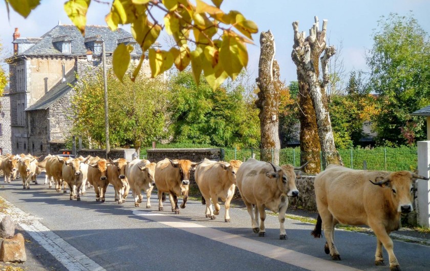 Location de vacances - Chambre d'hôtes à Aubrac - Aubrac